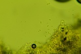 Gymnopus semihirtipes image