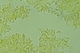 Gymnopus semihirtipes image