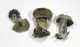 Cortinarius infractus image