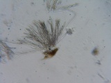 Hypomyces aurantius image