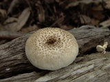 Lentinus tigrinus image
