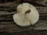 Lentinus tigrinus image