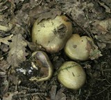 Cortinarius magicus image