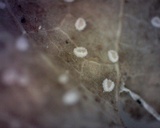Incrucipulum ciliare image