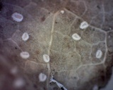 Incrucipulum ciliare image