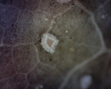 Incrucipulum ciliare image