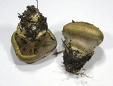 Cortinarius magicus image