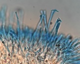 Incrucipulum ciliare image