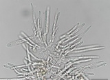 Incrucipulum ciliare image