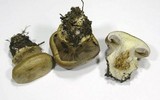 Cortinarius magicus image