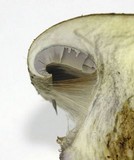 Cortinarius magicus image