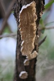 Irpex lacteus image
