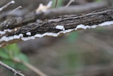 Irpex lacteus image