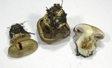 Cortinarius magicus image