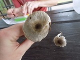 Amanita sect. Vaginatae image