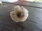 Amanita sect. Vaginatae image