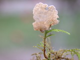 Arrhenia retiruga image