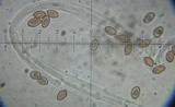 Cortinarius magicus image