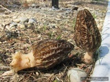Morchella importuna image