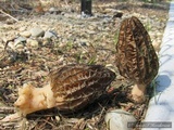 Morchella importuna image