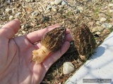Morchella importuna image