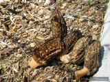 Morchella importuna image