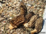 Morchella importuna image