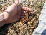 Morchella importuna image