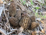 Morchella importuna image