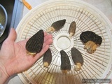 Morchella importuna image