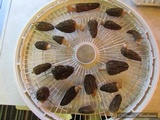 Morchella importuna image