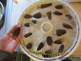 Morchella importuna image