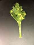 Puccinia horiana image
