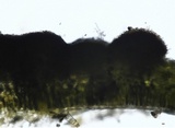 Puccinia horiana image