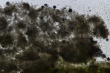 Puccinia horiana image