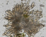 Puccinia horiana image