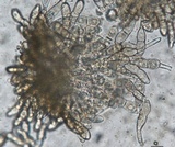 Puccinia horiana image
