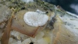 Rhizopus stolonifer image