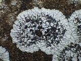 Solenopsora candicans image