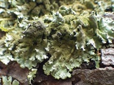 Parmelinopsis minarum image