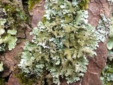 Parmelinopsis minarum image