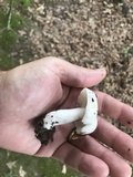 Russula albidula image