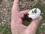 Russula albidula image