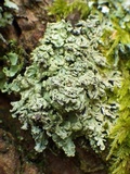 Heterodermia speciosa image