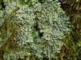Heterodermia speciosa image