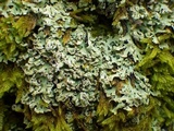 Heterodermia speciosa image