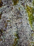 Heterodermia speciosa image
