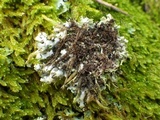 Heterodermia speciosa image