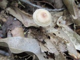 Gymnopus semihirtipes image