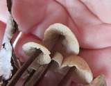 Gymnopus semihirtipes image